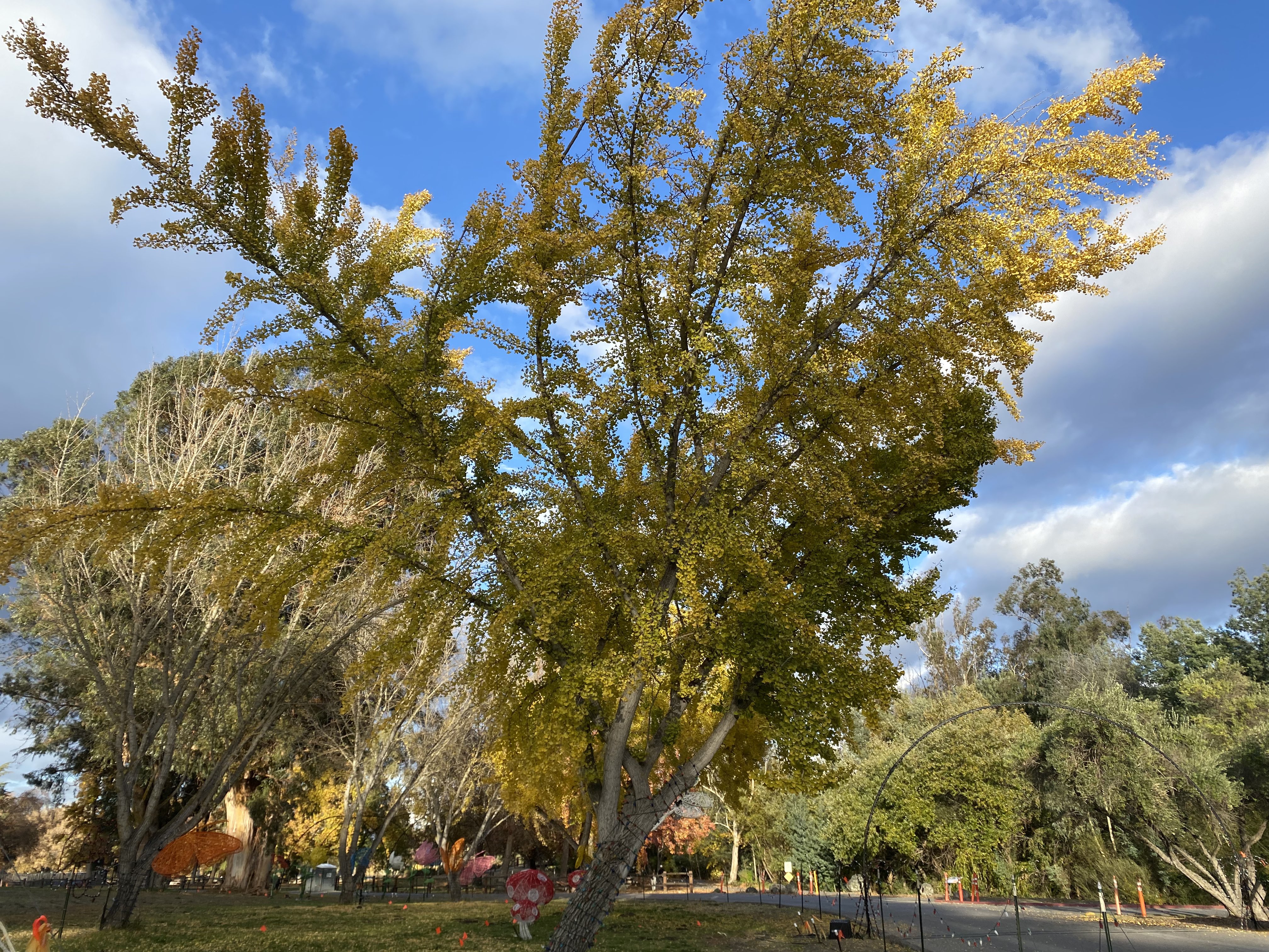 I Love This Ginkgo Tree.jpeg